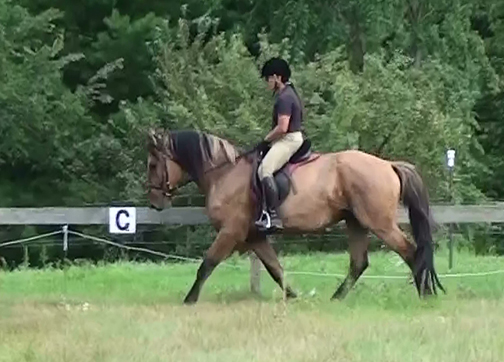 American Bashkir Curly Horse